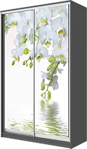 Шкаф-купе 2-х дверный с фотопечатью Белая орхидея 2200 1200 420